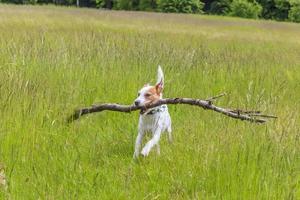 parson russell terrier corre a través de un prado foto