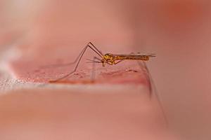 tiro macro de mosquito grande con patas largas foto