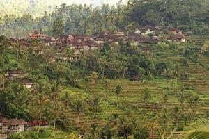 vistas a las típicas terrazas de arroz en la isla de bali en indonesia foto