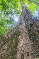 árbol gigante en la jungla de malasia durante el día foto