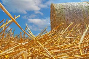 Ground perspective picture of straw bales on a mown field in autumn photo