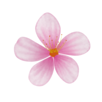 flor de cerezo png