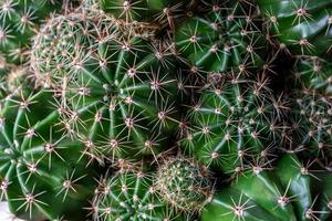 pequeños cactus verdes hermosos con agujas grandes, vista superior. fondo foto