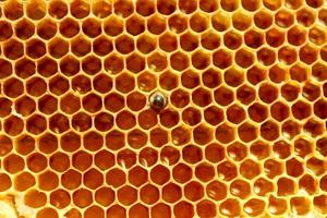 vista de cerca de la abeja recién nacida dentro de la colmena en el marco con miel, abeja joven en busca de comida, vista posterior, metamorfosis de la abeja de los cárpatos ucranianos foto