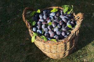 ciruela azul, deliciosa fruta dulce morada en una cesta de madera hecha de vides, tiempo de cosecha en el huerto, fruta de otoño de temporada, ingrediente vegetariano orgánico, jardín ucraniano, prunus domestica, símbolo japonés foto