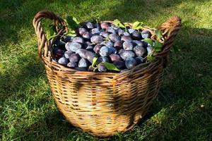 ciruela azul, deliciosa fruta dulce morada en una cesta de madera hecha de vides, tiempo de cosecha en el huerto, fruta de otoño de temporada, ingrediente vegetariano orgánico, jardín ucraniano, prunus domestica, símbolo japonés foto