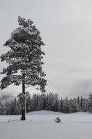 Nice sunny winter day with a lot of snow, forest and mountains near Hemsedal in Norway,landscape with high pine trees and mystical foggy background,image for calendar,wallpaper and brochure usage photo