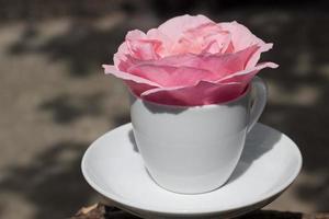 Beautiful pink rose close-up in a white cup,romantic mood image,print for postcard,wallpaper,cover design,poster,calendar,wall canvas,home decor,mothers day greeting card photo