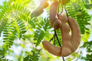 grupo de tamarindo cuelgan con rama en el árbol de tamarindo en la granja, en el desenfoque de la naturaleza verde y el fondo matutino de la luz del sol bokeh foto