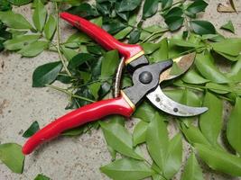 Pruning shears, also called hand pruners in American English. photo
