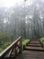 Nature trail in Alishan National Park, Taiwan. photo