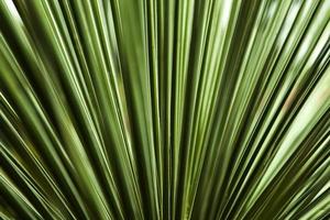 Closeup of the palm leaf photo
