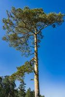 Evergreen trees on the Zlatibor mountain in Serbia photo