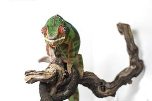 Chameleon on the tree branch isolated on white photo
