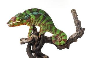 Chameleon on the tree branch isolated on white photo