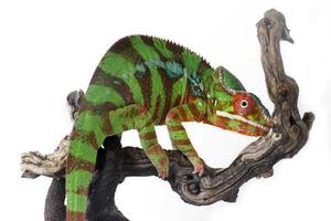 Chameleon on the tree branch isolated on white photo