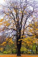 Tree in autumn sunlight photo