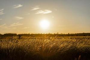 Sunset on the field with young rye or wheat in the summer photo