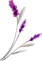 Flower watercolor transparent. png