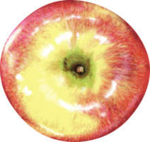 Realistic apple Illustration.