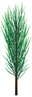 Green Christmas pine tree branch png