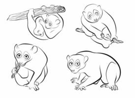 set loris funny outline vector element for illustration