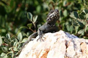 un lagarto se sienta en una piedra en un parque de la ciudad. foto