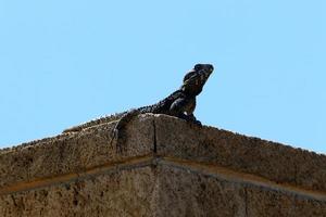 A lizard sits on a stone in a city park. photo