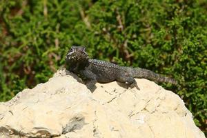 un lagarto se sienta en una piedra en un parque de la ciudad. foto