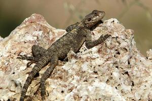 A lizard sits on a stone in a city park. photo