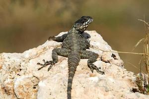 A lizard sits on a stone in a city park. photo