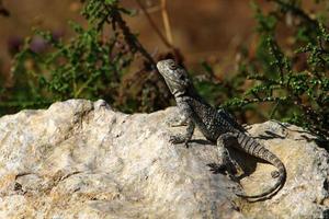 un lagarto se sienta en una piedra en un parque de la ciudad. foto