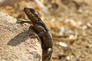 A lizard sits on a stone in a city park. photo