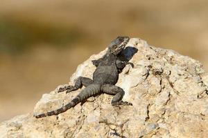 un lagarto se sienta en una piedra en un parque de la ciudad. foto