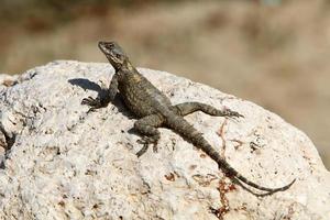 A lizard sits on a stone in a city park. photo