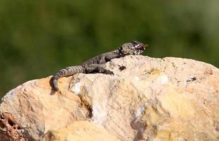 un lagarto se sienta en una piedra en un parque de la ciudad. foto