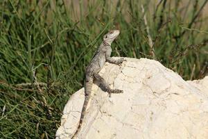 A lizard sits on a stone in a city park. photo