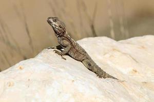 A lizard sits on a stone in a city park. photo