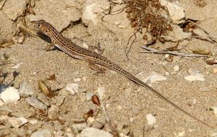 A lizard sits on a stone in a city park. photo