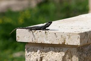 A lizard sits on a stone in a city park. photo