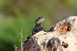 un lagarto se sienta en una piedra en un parque de la ciudad. foto