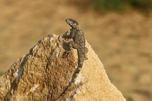 un lagarto se sienta en una piedra en un parque de la ciudad. foto