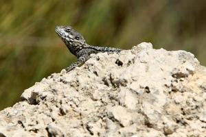 un lagarto se sienta en una piedra en un parque de la ciudad. foto