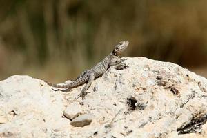 un lagarto se sienta en una piedra en un parque de la ciudad. foto