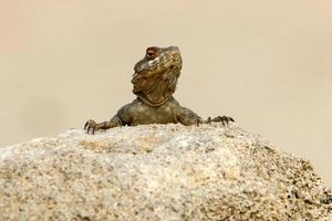 A lizard sits on a stone in a city park. photo