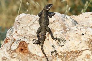 un lagarto se sienta en una piedra en un parque de la ciudad. foto