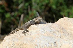 un lagarto se sienta en una piedra en un parque de la ciudad. foto