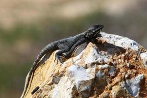 A lizard sits on a stone in a city park. photo