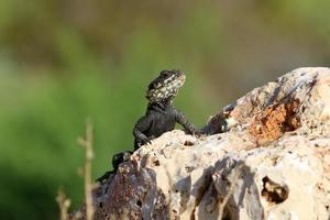 un lagarto se sienta en una piedra en un parque de la ciudad. foto