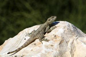 A lizard sits on a stone in a city park. photo